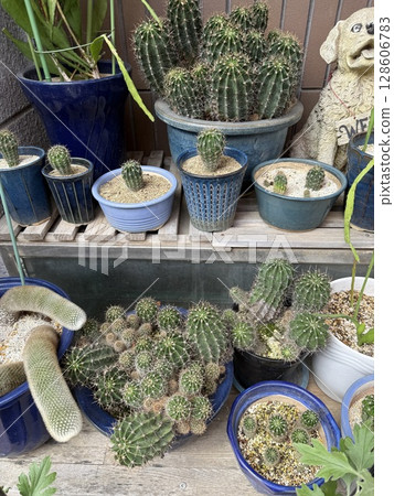 在家種植仙人掌 128606783