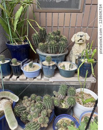 Growing cacti at home Growing cacti at home 128606784