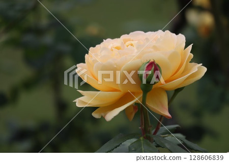 Yellow roses are blooming in the rose garden Yellow roses are blooming in the rose garden 128606839