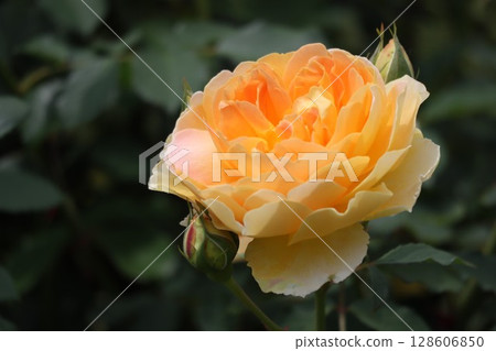 Beautiful yellow rose Beautiful yellow rose 128606850