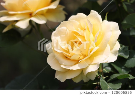 Beautiful yellow rose Beautiful yellow rose 128606856