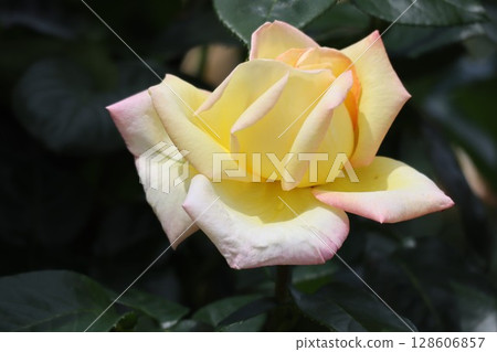 Beautiful yellow rose Beautiful yellow rose 128606857
