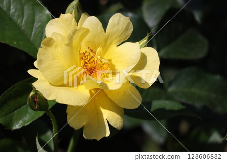 美麗綻放的黃玫瑰花 128606882