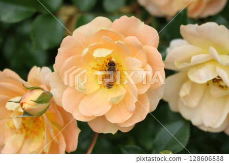 美麗綻放的黃玫瑰花 128606888