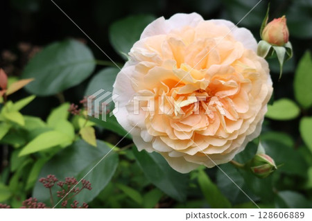 美麗綻放的黃玫瑰花 128606889