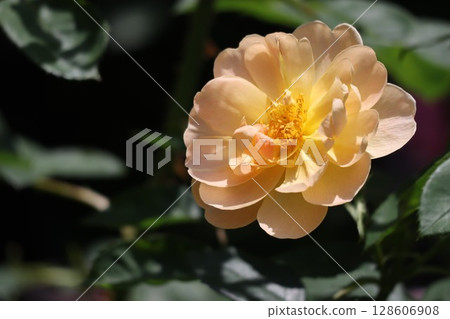 玫瑰園裡盛開的黃玫瑰 128606908