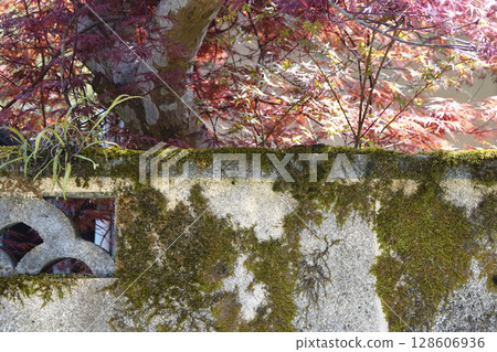 長滿青苔的白色籬笆和色彩繽紛的楓樹 長滿青苔的白色籬笆和色彩繽紛的楓樹 128606936