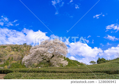 靜岡縣島田市川根町茶園中的一棵樹齡 300 年的櫻花樹“牛台水目櫻” 128606941