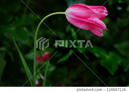 彎曲的鬱金香花 彎曲的鬱金香花 128607226