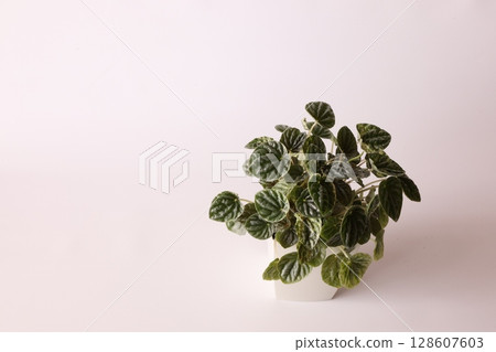 Pepetromia Pepetromia 128607603