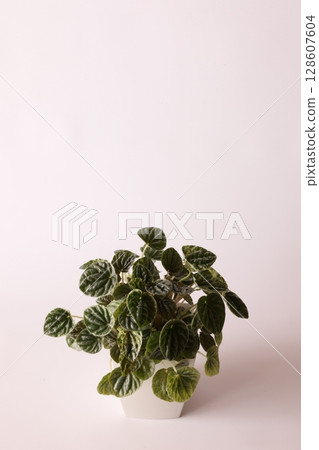 Pepetromia 128607604