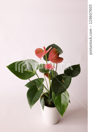 粉紅色的火鶴花 粉紅色的火鶴花 128607605