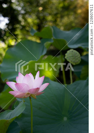 Landscape with lotus flowers 128607611