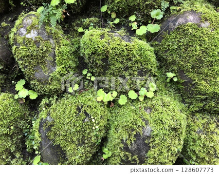 Moss-covered cobblestone stone wall of Hachijojima Moss-covered cobblestone stone wall of Hachijojima 128607773