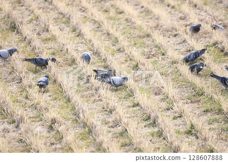 Pigeons feeding in the rice fields 128607888