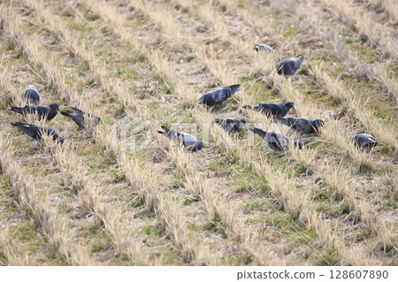 Pigeons feeding in the rice fields Pigeons feeding in the rice fields 128607890