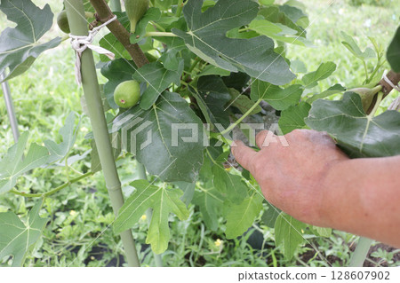 Fig field care: side shoot pruning 128607902