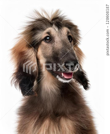 Afghan Hound puppy portrait 128608187