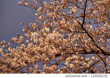 Sakura in the Asao River, Kanagawa Prefecture 128608238