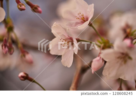Sakura in the Asao River, Kanagawa Prefecture 128608245
