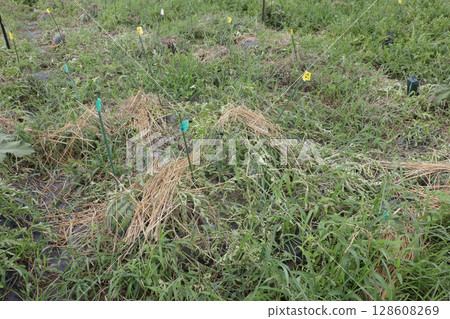 西瓜蔓枯病，一種令人討厭的疾病 128608269