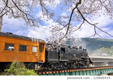 靜岡縣家山:大井川鐵道蒸汽機車駛過家山橋,櫻花盛開 靜岡縣家山:大井川鐵道蒸汽機車駛過家山橋,櫻花盛開 128608414