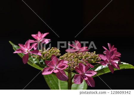 繡球 繡球 128609342