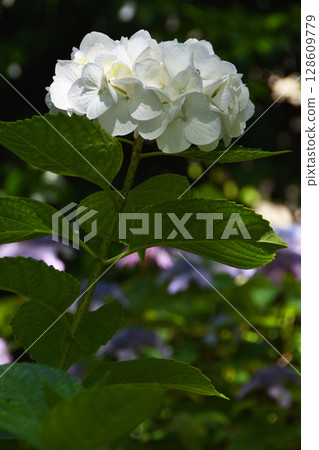 Hydrangeas at Izama Shrine 128609779