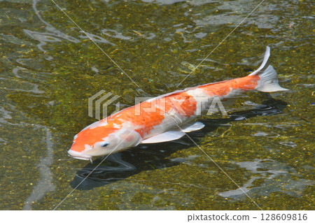 鯉魚 128609816