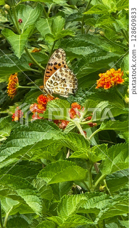 Butterflies Stuck in a Flower Butterflies Stuck in a Flower 128609833