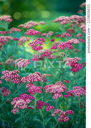 Red Common Yarrow flowers. Ornamental plant Achillea millefolium (Paprika) in bloom in garden.  128609835