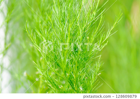 Dog fennel, dogfennel or Eupatorium capillifolium or false dill tree or Asteraceae 128609879