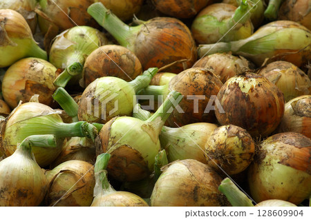 A large amount of harvested onions A large amount of harvested onions 128609904