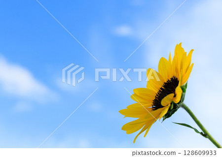 A summery photo of a single sunflower against a blue sky 128609933