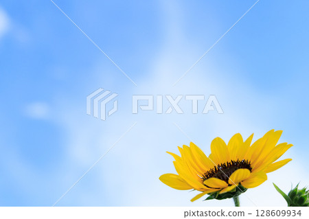 A summery photo of a single sunflower against a blue sky A summery photo of a single sunflower against a blue sky 128609934