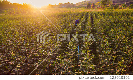 Aerial view of Roselle and Okra Fields Awaken in Golden Light 128610301
