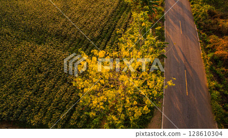 Roselle and Okra Fields Awaken in Golden Light 128610304