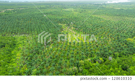 Aerial View of Palm Plantation and Forest Edge Aerial View of Palm Plantation and Forest Edge 128610310