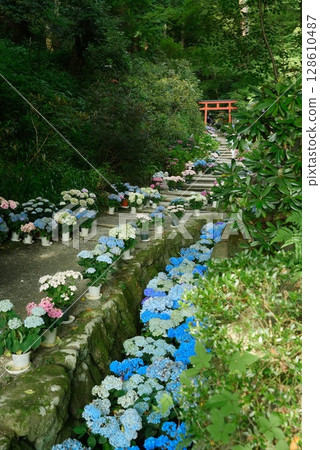 Hydrangeas at Okadera Temple in Asuka Village, Nara 128610487