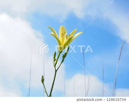 莎草開始向藍天綻放(20250713154331) 莎草開始向藍天綻放(20250713154331) 128610734