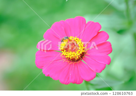 Zinnia violacea Cav, Z violacea or Plantae, Asteraceae or Magnoliopsida or Zinnia violacea or fuchsia flower and bee 128610763