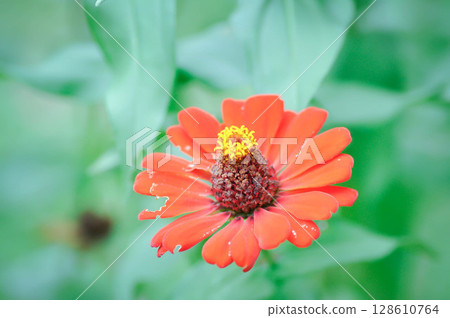 Zinnia violacea Cav, Z violacea or Plantae, Asteraceae or Magnoliopsida or Zinnia violacea or red flower 128610764