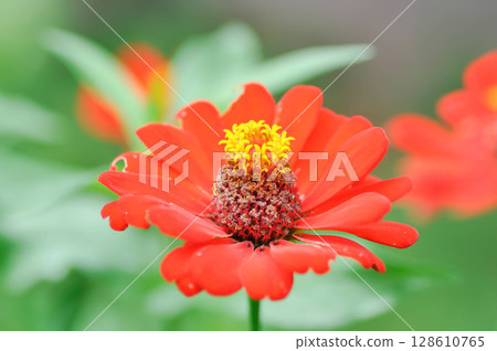 Zinnia violacea Cav, Z violacea or Plantae, Asteraceae or Magnoliopsida or Zinnia violacea or red flower Zinnia violacea Cav, Z violacea or Plantae, Asteraceae or Magnoliopsida or Zinnia violacea or red flower 128610765