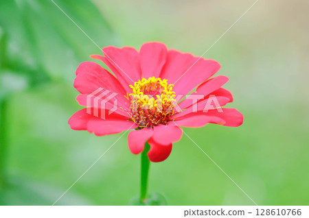 Zinnia violacea Cav, Z violacea or Plantae, Asteraceae or Magnoliopsida or Zinnia violacea or fuchsia flower 128610766