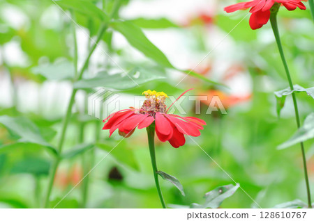 Zinnia violacea Cav, Z violacea or Plantae, Asteraceae or Magnoliopsida or Zinnia violacea or red flower 128610767