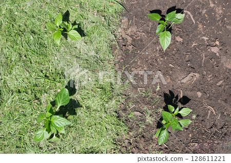 Mulching the topsoil on a vegetable bed with mowed grass from the lawn. production of biohumus organic fertilizer. Earth erosion. 128611221