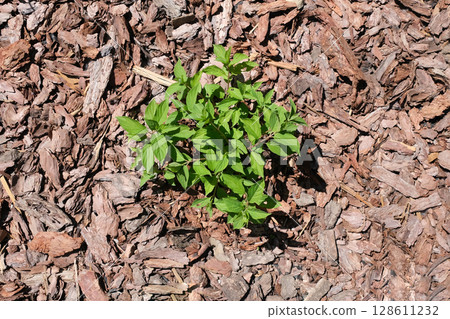 Hydrangea plant. Pine or larch bark mulch. Protection of the soil from drying out, weed suppression. 128611232