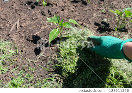 Mulching the topsoil on a vegetable bed with mowed grass from the lawn. production of biohumus organic fertilizer. Earth erosion. Mulching the topsoil on a vegetable bed with mowed grass from the lawn. production of biohumus organic fertilizer. Earth erosion. 128611236