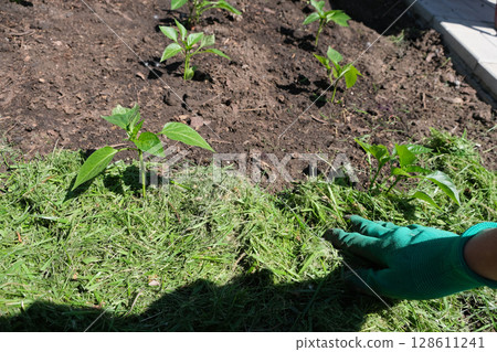Mulching the topsoil on a vegetable bed with mowed grass from the lawn. production of biohumus organic fertilizer. Earth erosion. 128611241