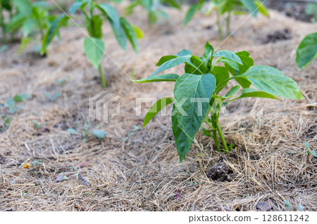 Mulching the topsoil on a vegetable bed with mowed grass from the lawn. production of biohumus organic fertilizer. Earth erosion. Mulching the topsoil on a vegetable bed with mowed grass from the lawn. production of biohumus organic fertilizer. Earth erosion. 128611242